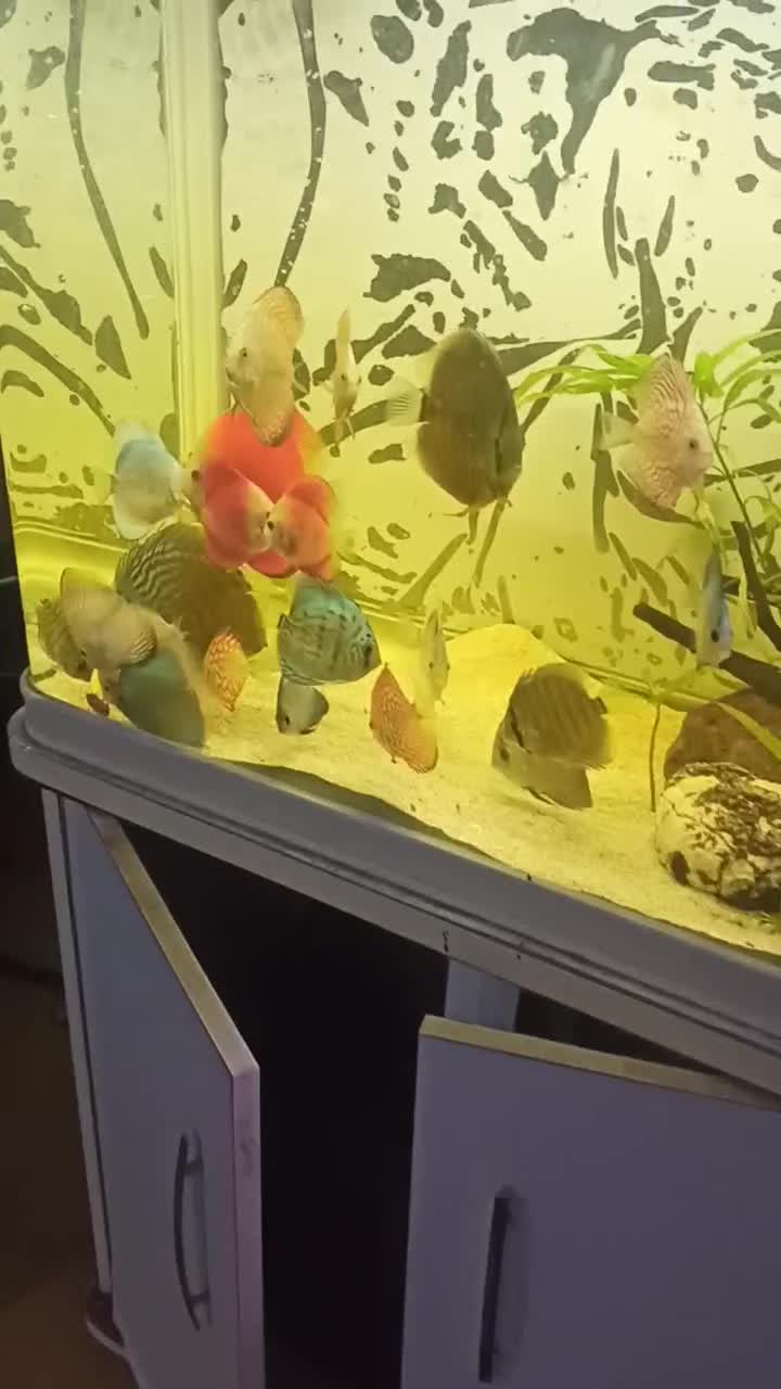 فروش ویژه دیسکس سایز ۳ اینچ|ماهی|بندرعباس, |دیوار