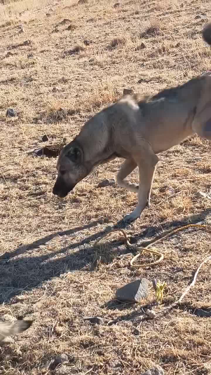 سگ سرابی|سگ|سراب, |دیوار