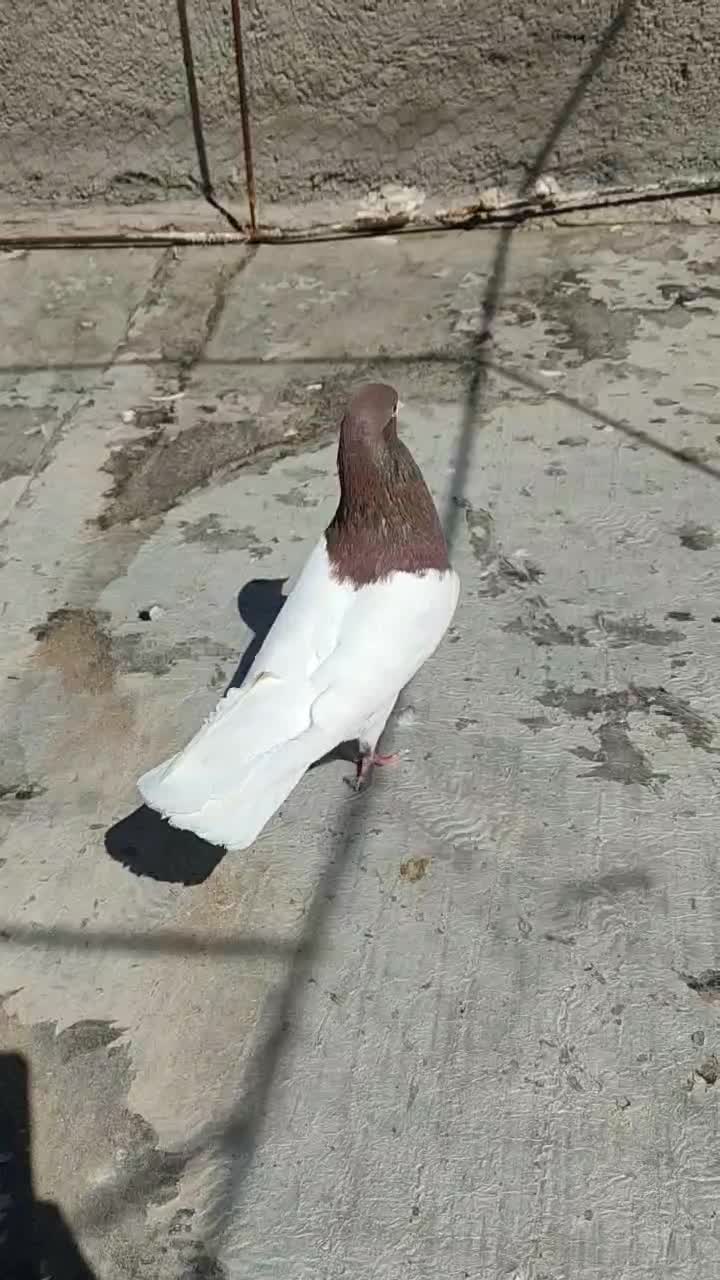 شصتی نر|پرنده|شال, |دیوار