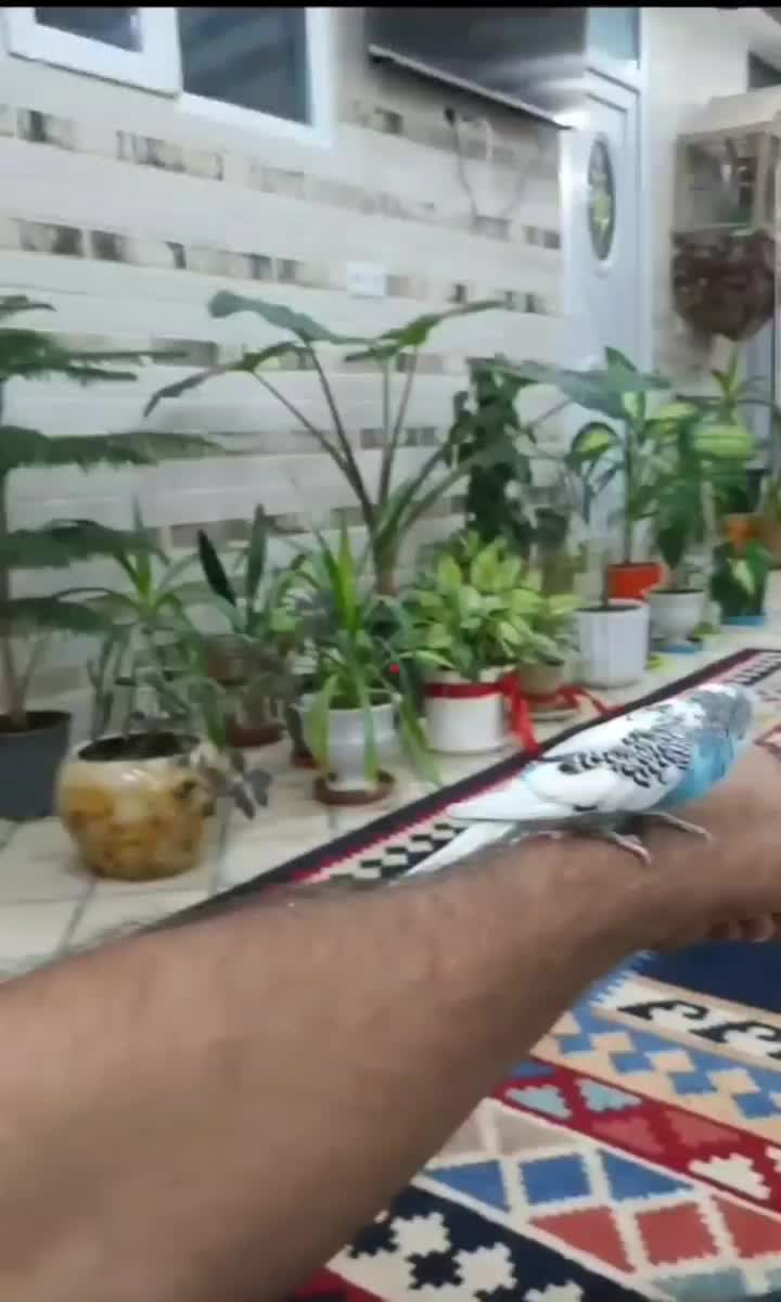 اجاره روزانه سوییت سنتی|اجارهٔ کوتاهمدت آپارتمان و سوئیت|اردکان, |دیوار