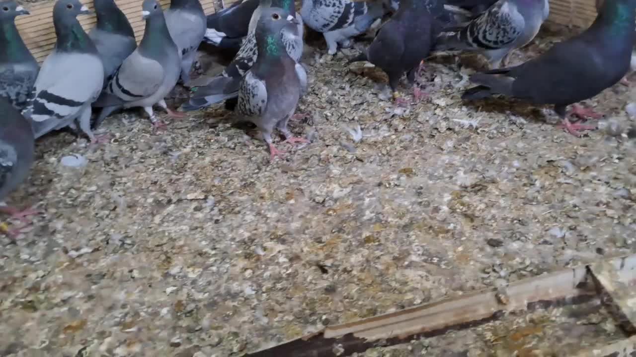 کبوتر پلاکی|پرنده|اهواز, ملاشیه|دیوار