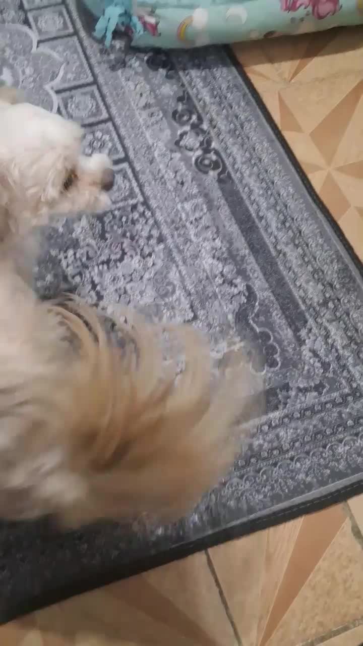 سگ شیتزو فلت|سگ|مشهد, یاس|دیوار