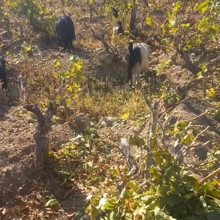 گوسفند بز|حیوانات مزرعه|شیراز, دروازه قران|دیوار