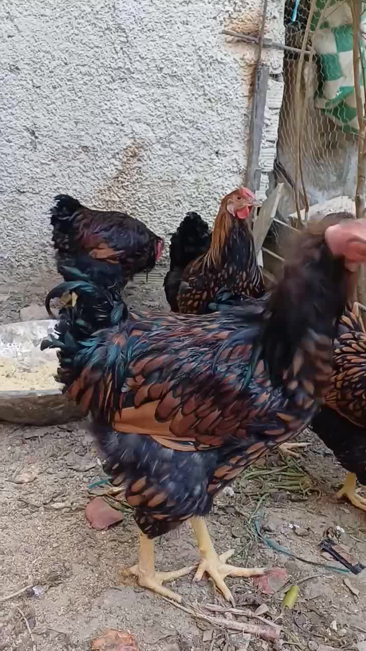 مرغ خروس زینتی ویاندوت|حیوانات مزرعه|کرج, اخترآباد|دیوار