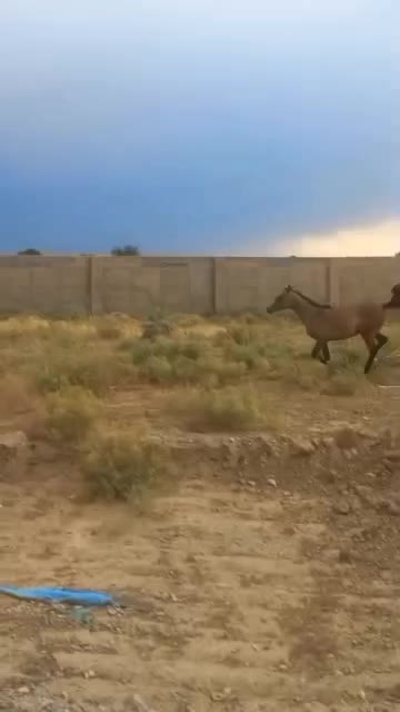 اسب اصیل|اسب و تجهیزات اسب‌سواری|احمدآبادمستوفی, |دیوار