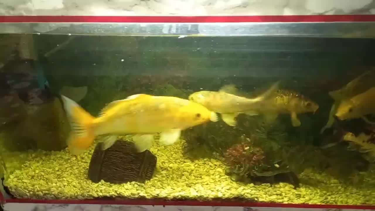 اکواریوم ماهی|ماهی|فولادشهر, A3|دیوار