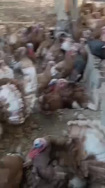 بوقلمون بوربون نر (قه ل سور)|حیوانات مزرعه|مریوان, |دیوار