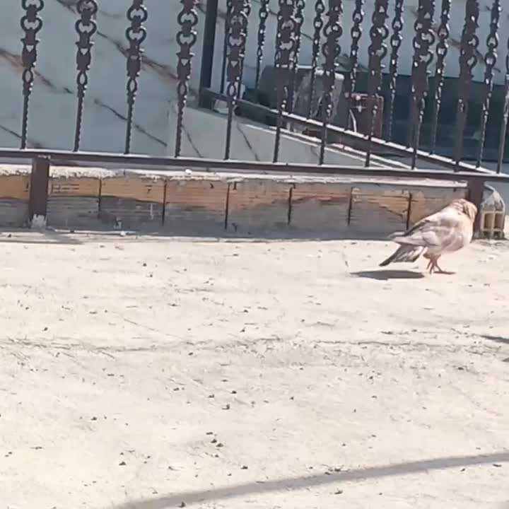 کله ای|پرنده|هندیجان, |دیوار