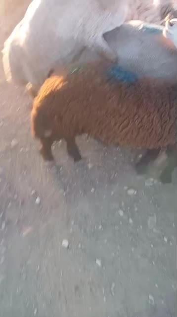 گوسفند افشار|حیوانات مزرعه|شهریار, ابراهیمآباد|دیوار