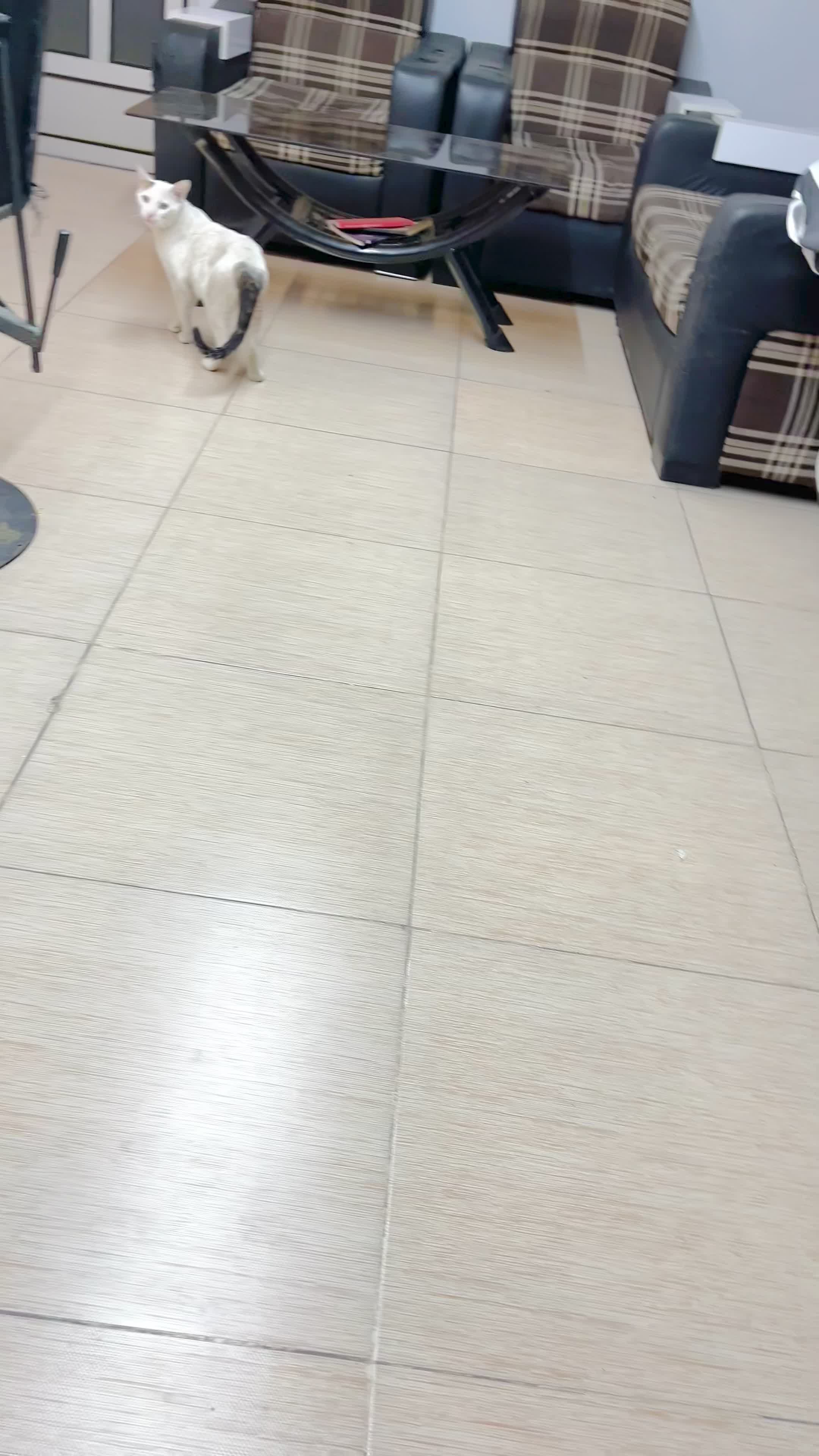 گربه سخنگو|گربه|گرگان, |دیوار