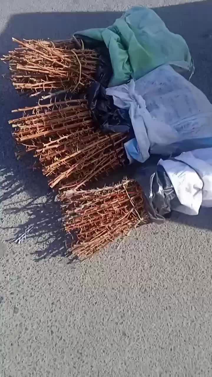 فروش نهال زرشک|خدمات باغبانی و درختکاری|زهان, |دیوار