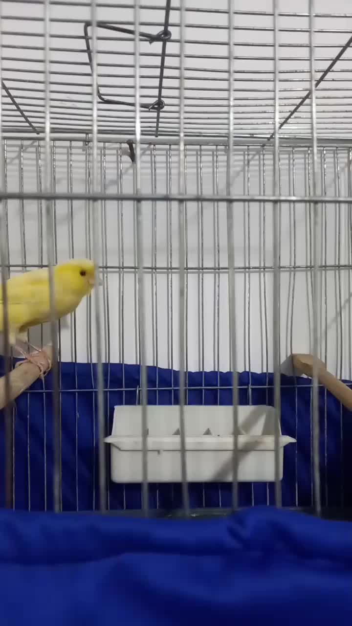 قناری نر  کوتاه بلند خون|پرنده|تهران, مسعودیه|دیوار