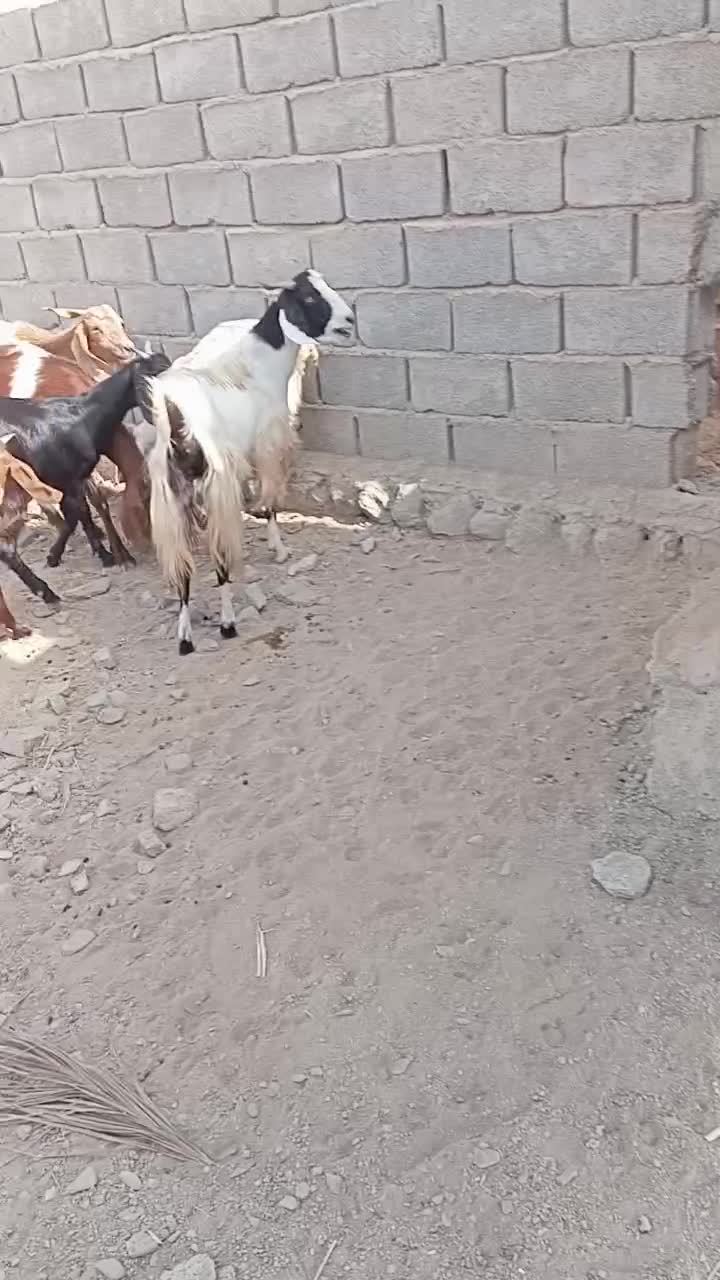 بز سرحال|حیوانات مزرعه|سیب و سوران, |دیوار