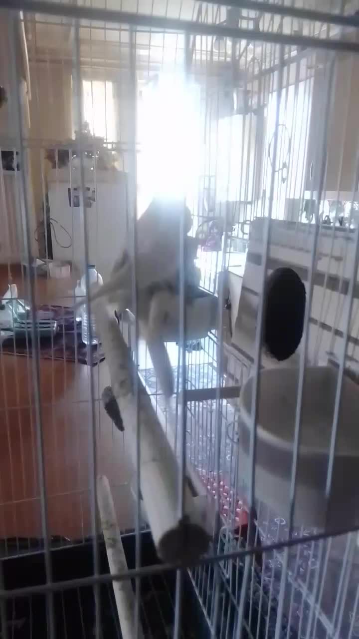 عروس هلندی نر و تخم|پرنده|کرج, شهرک خاتم النبیا|دیوار