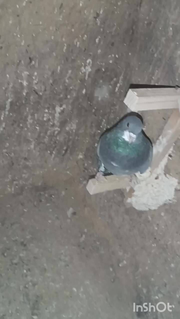 کفتر رنگی|پرنده|ششده و قره بلاغ, |دیوار