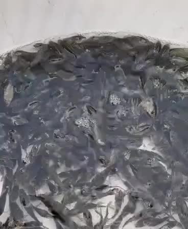 فروش بچه ماهیان گرمابی|ماهی|مرودشت, ژیان|دیوار