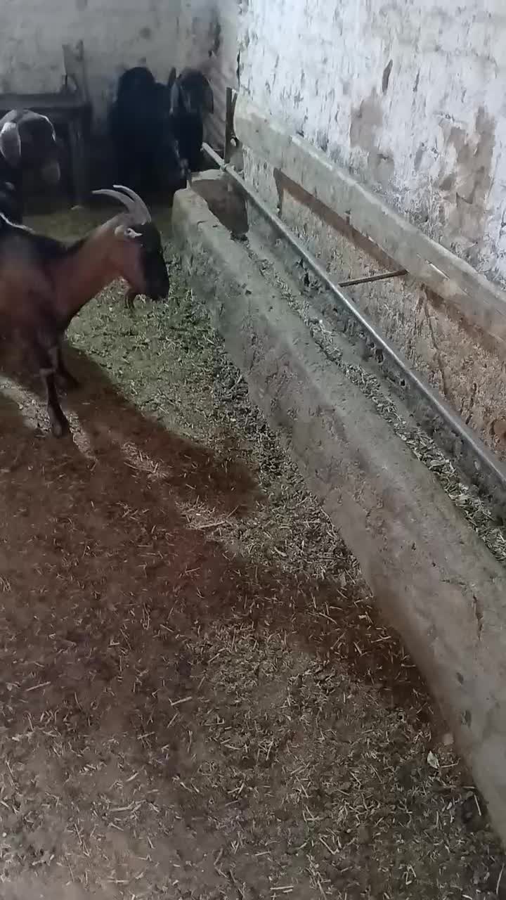 میش بر بز کره چپش|حیوانات مزرعه|یزد, |دیوار