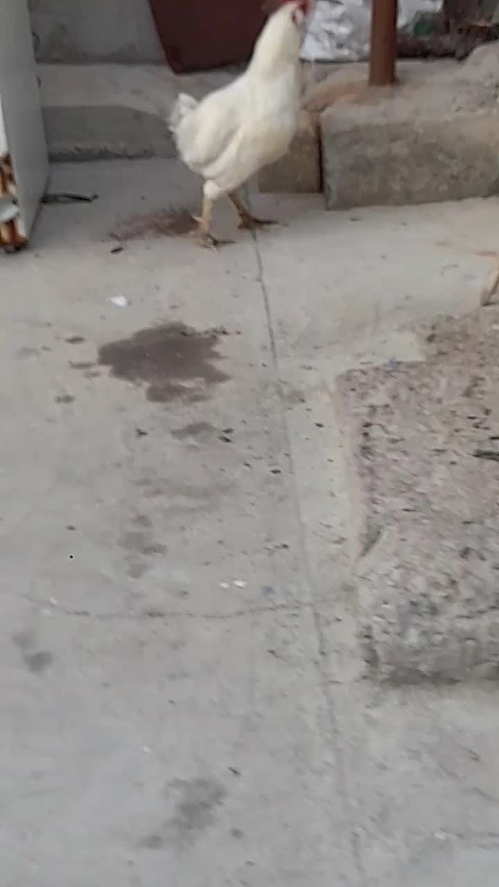 خروس ریشو|حیوانات مزرعه|مسجد سلیمان, |دیوار