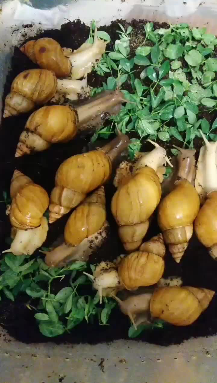 حلزون سوپرمولد تخم گذار ، باکس و خاویار تازه|خزنده|مشهد, شهرآرا|دیوار