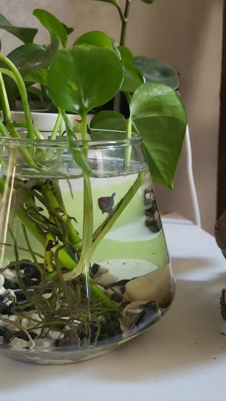 تنگ ماهی بتا(فایتر)|ماهی|مشهد, کوثر|دیوار