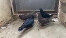 ۲ جفت زاغ آبادان و قهوه ای آبادانی|پرنده|کرج, عظیمیه|دیوار