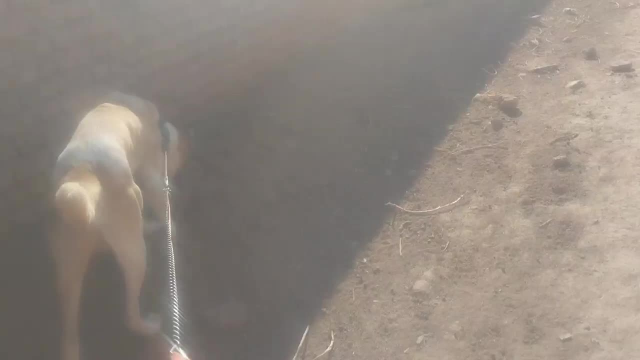 سگ رمگی|سگ|تربت‌حیدریه, طالقانی|دیوار