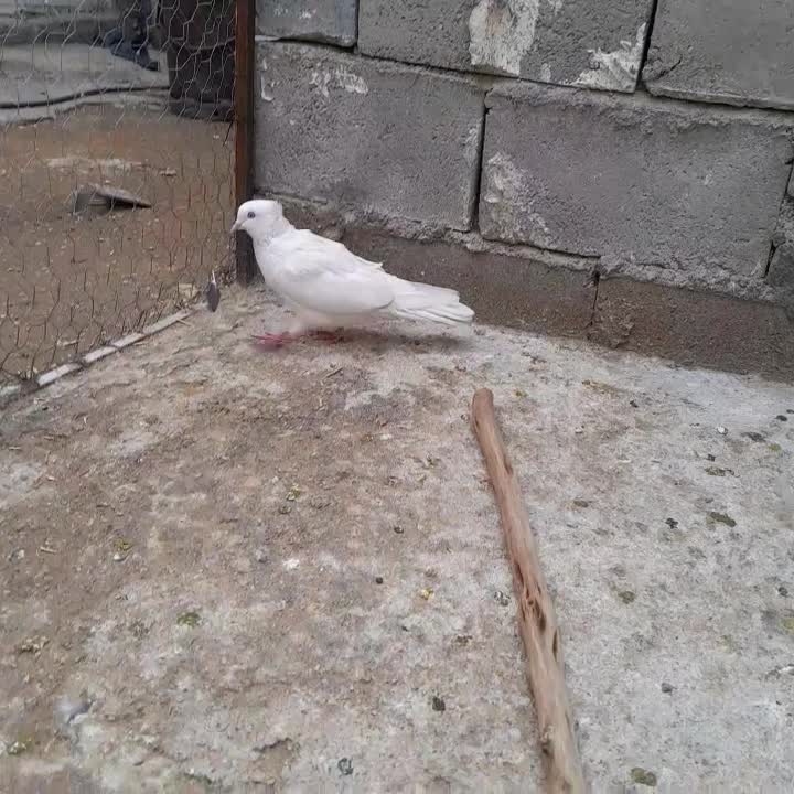 ماده دمب سوسنی|پرنده|رونیز, |دیوار