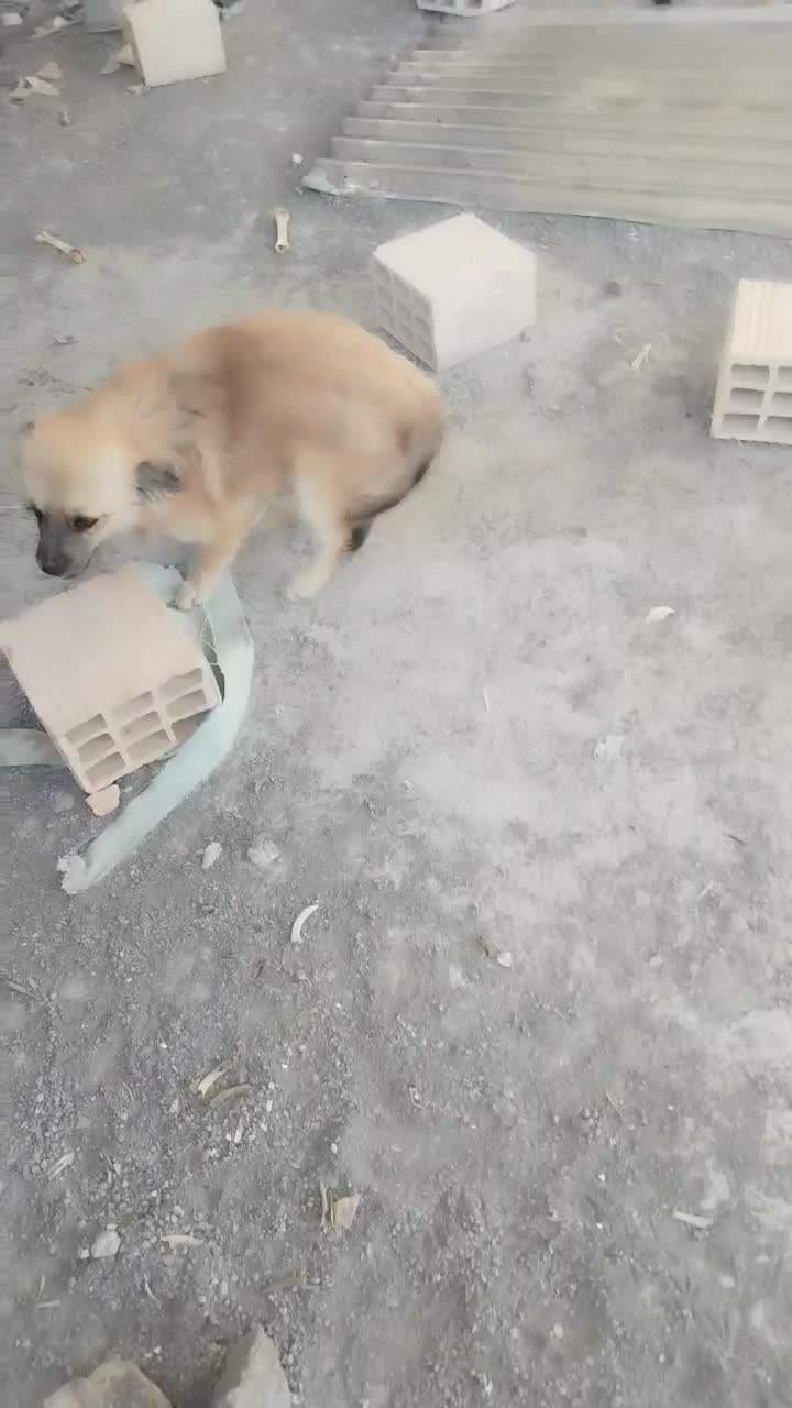 حیوان خانوادگی|سگ|بم, |دیوار