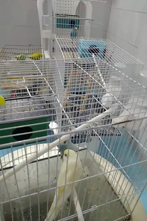 واگذاری پرنده|پرنده|تربت جام, بوستان وحدت|دیوار