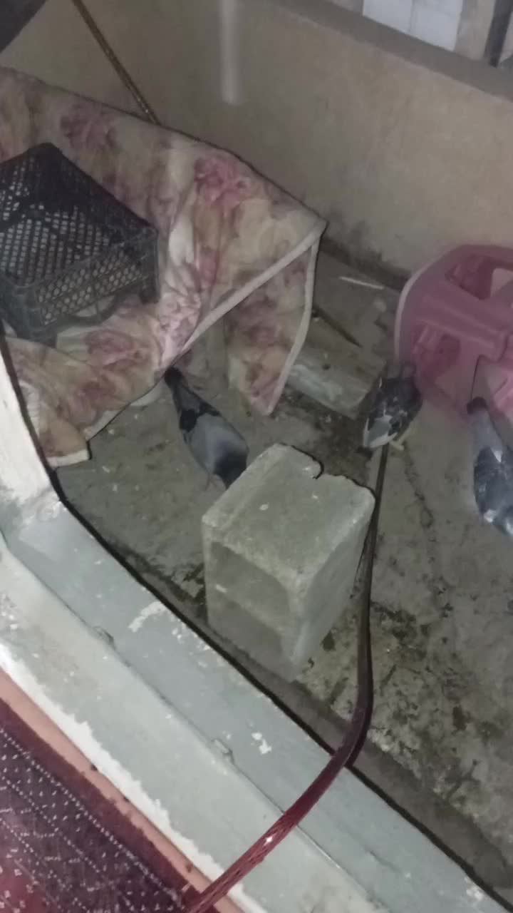 کفتر|پرنده|شیراز, شاهچراغ|دیوار
