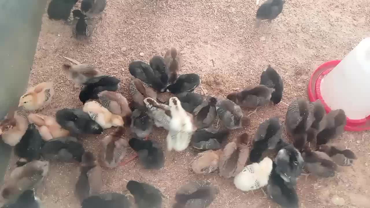 جوجه دورگه گلپایگان گلین|حیوانات مزرعه|دهگلان, |دیوار