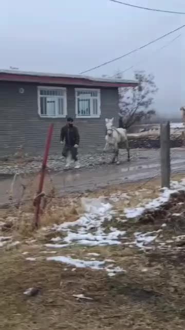 اسب یورغه تند ۸سال|اسب و تجهیزات اسب‌سواری|سیلوانه, |دیوار