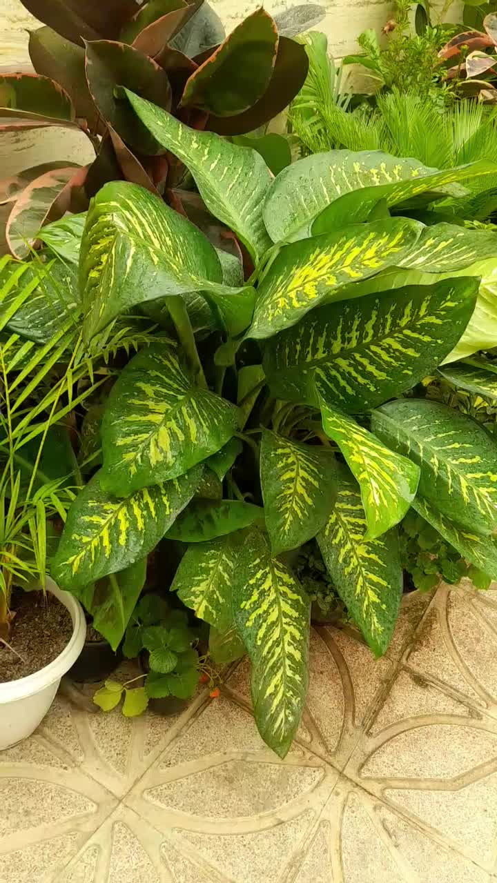 گل آپارتمانی میخک پر پشت بادوام لطفا ورق بزنید|گل و گیاه طبیعی|تبریز, |دیوار