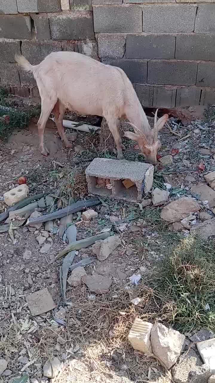 کولار سانن|حیوانات مزرعه|رحمت‌آباد, |دیوار