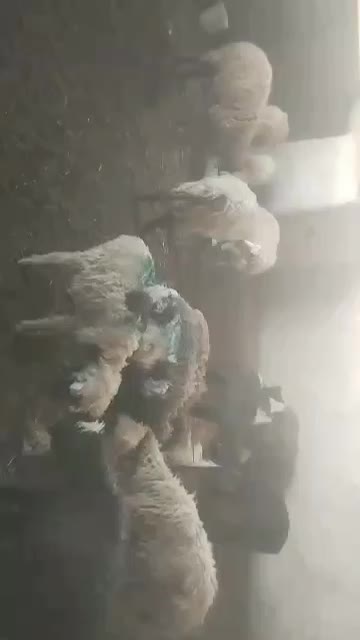 سه راس میش وسه جفت بره|حیوانات مزرعه|شیراز, زند|دیوار