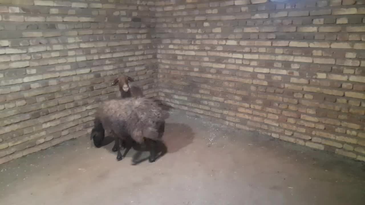 دوراس گوسفندجوان آبستن|حیوانات مزرعه|بلبان آباد, |دیوار