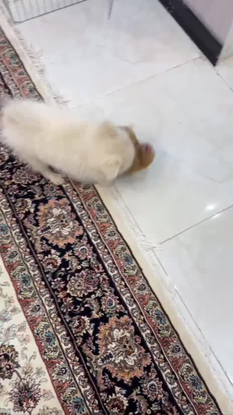 پامر|سگ|مشهد, هدایت|دیوار