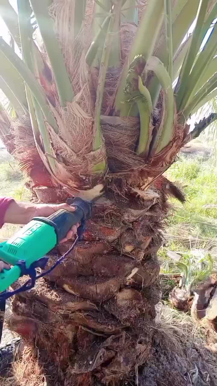 هرس درخت خرما|خدمات باغبانی و درختکاری|جیرفت, |دیوار