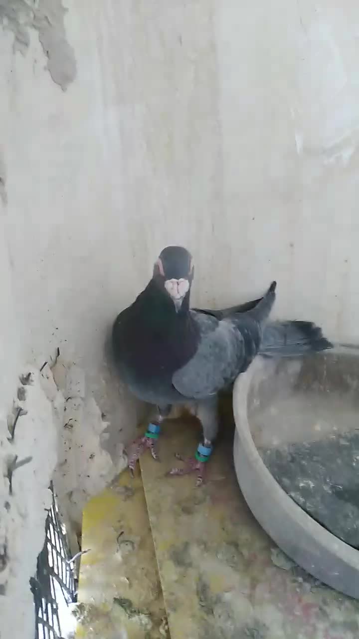 کبوتر پولکی مینا|پرنده|تربتحیدریه, قاسم آباد|دیوار