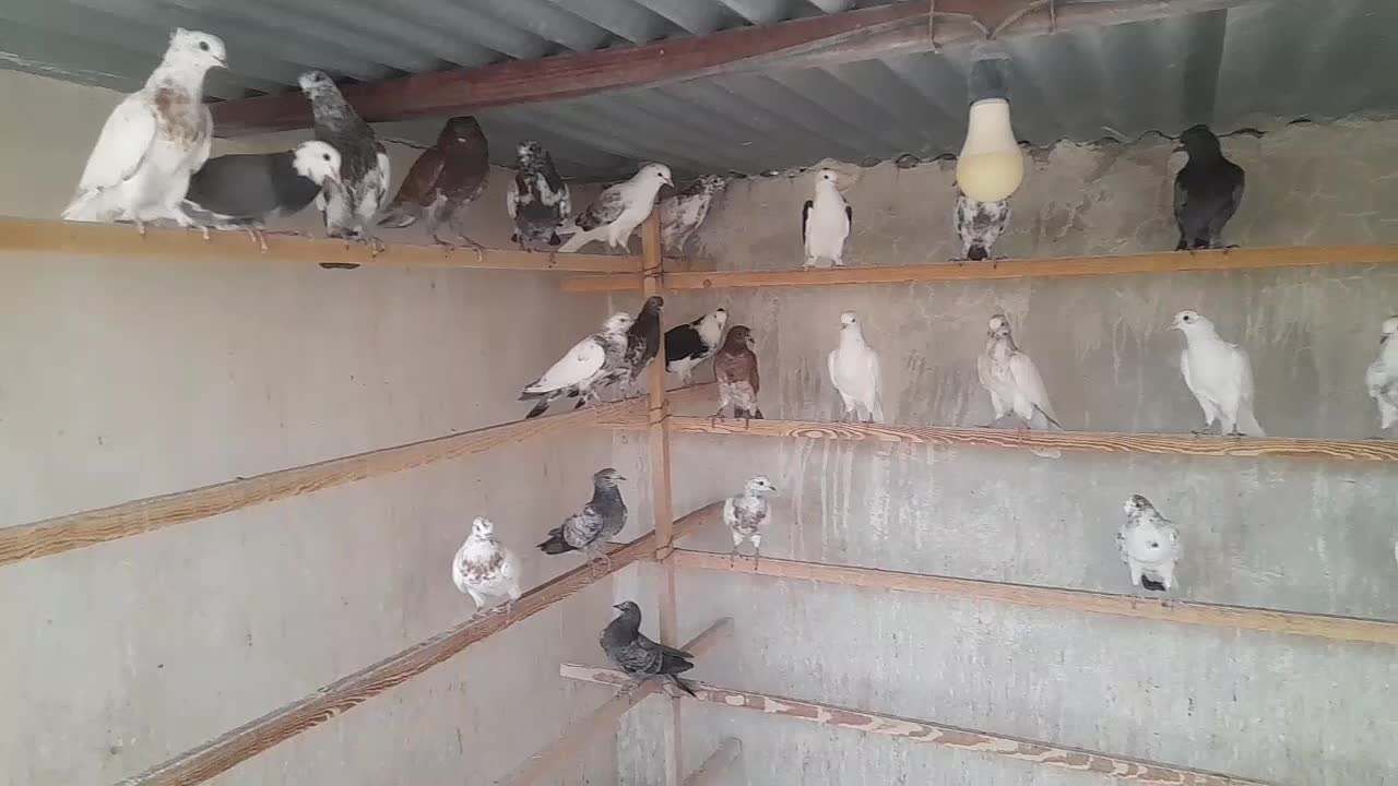 جوجه پرشی|پرنده|کاشان, لتحر|دیوار