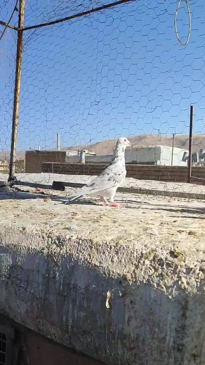 6تا نر سرور|پرنده|پاسارگاد, |دیوار