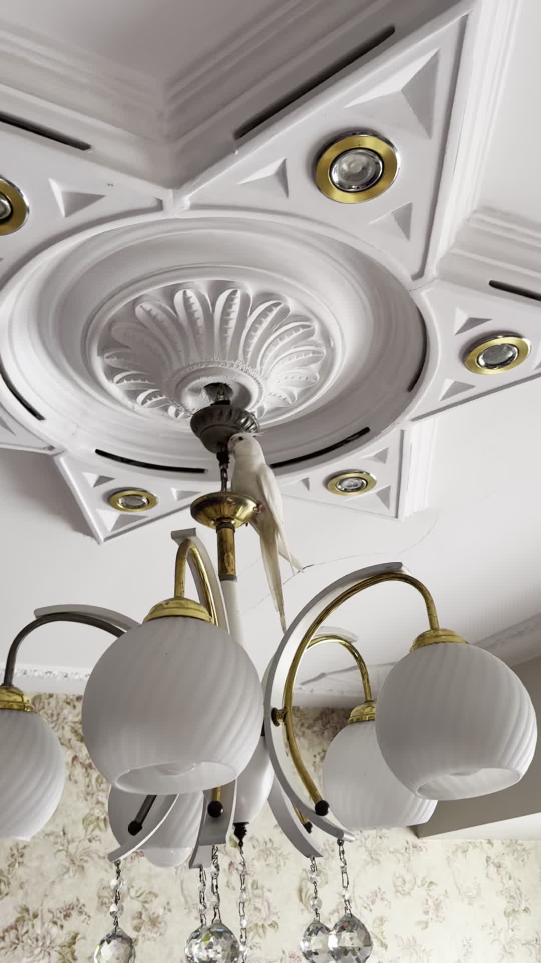 عروس هلندی آلبینو|پرنده|فردیس, نگارستان|دیوار