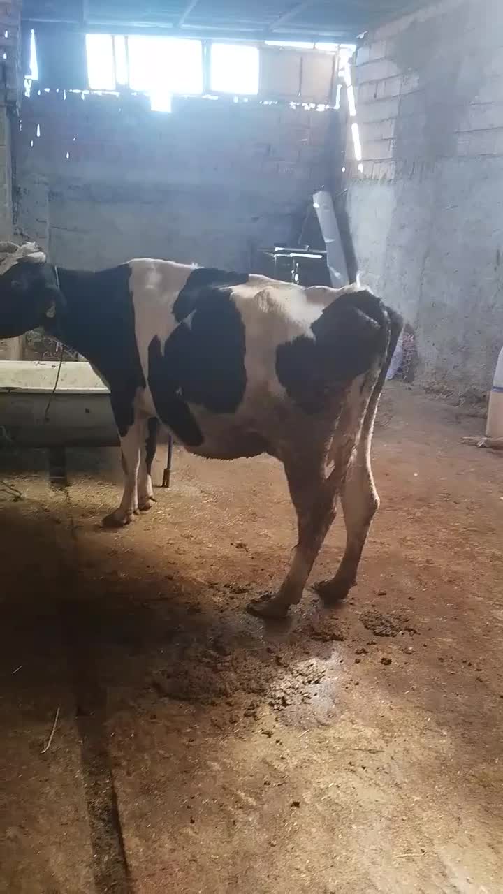 گاو وگوساله سمیتال درجه یک ونوبر هلشتاین|حیوانات مزرعه|خرمآباد, |دیوار