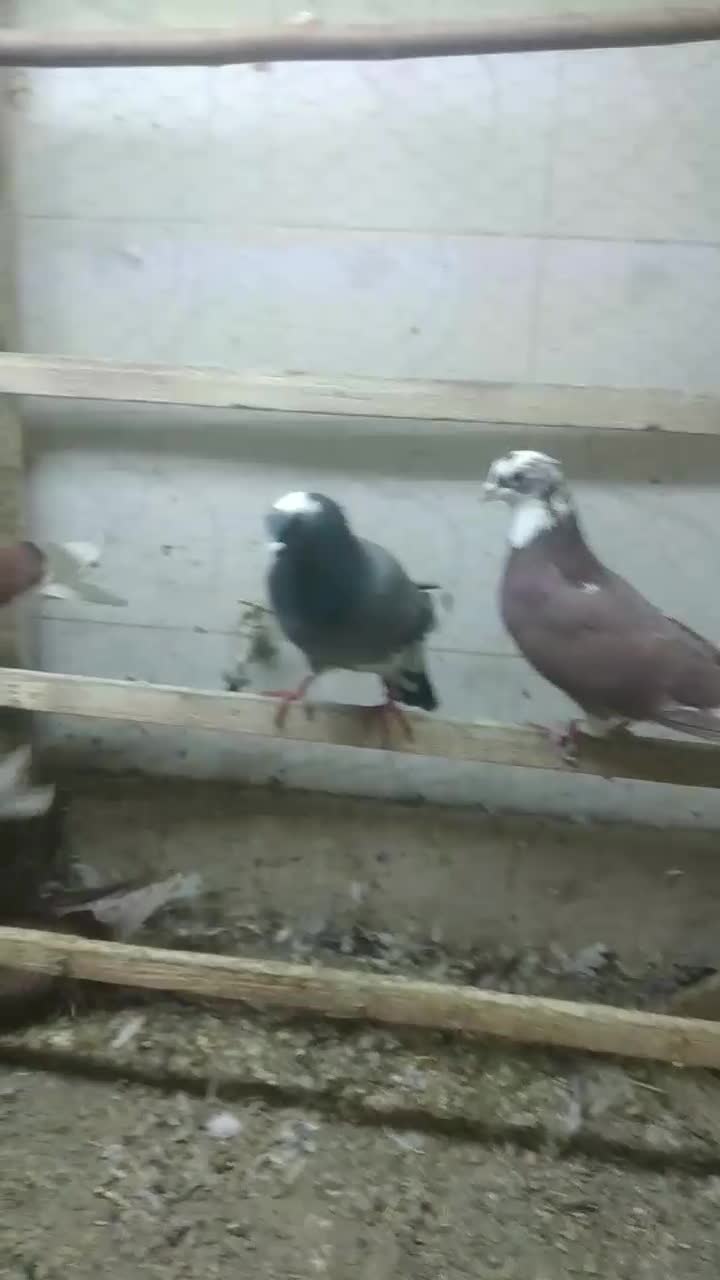 فروش  کبوتر|پرنده|نقده, |دیوار