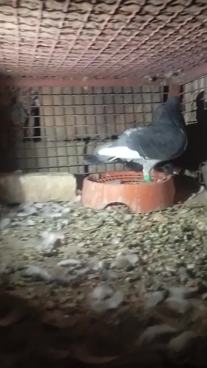 کبوتره جان آردن|پرنده|زابل, |دیوار