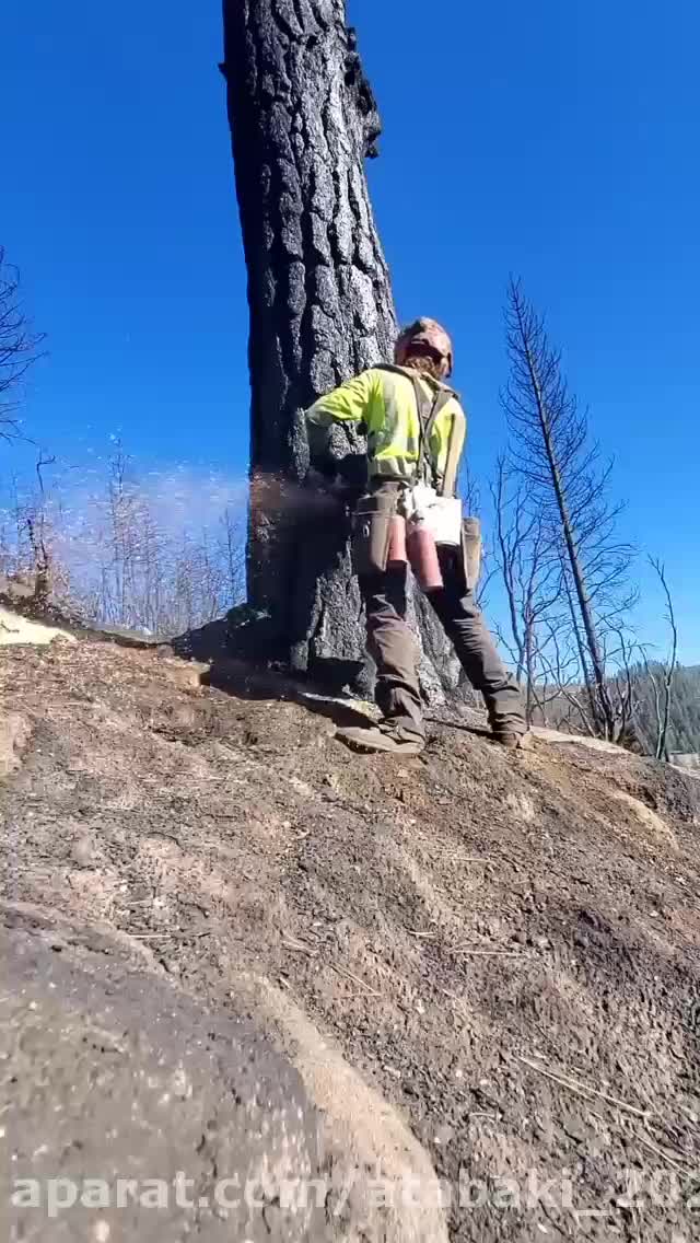 خار زنی و هرس درختان باقیچی و اره برقی|خدمات باغبانی و درختکاری|گناباد, |دیوار