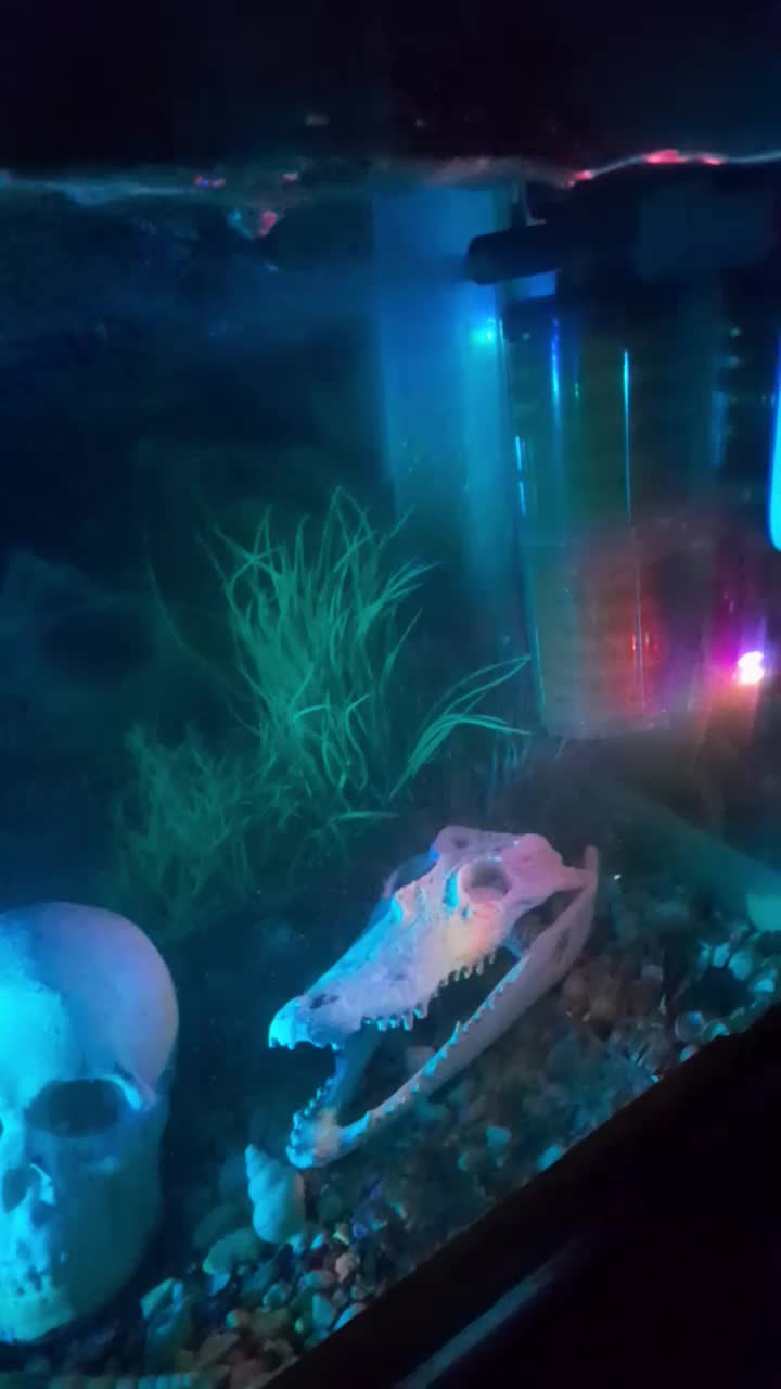 آکواریوم ماهی باتمام لوازم برقی و تزعینی|ماهی|نیشابور, مدرس|دیوار