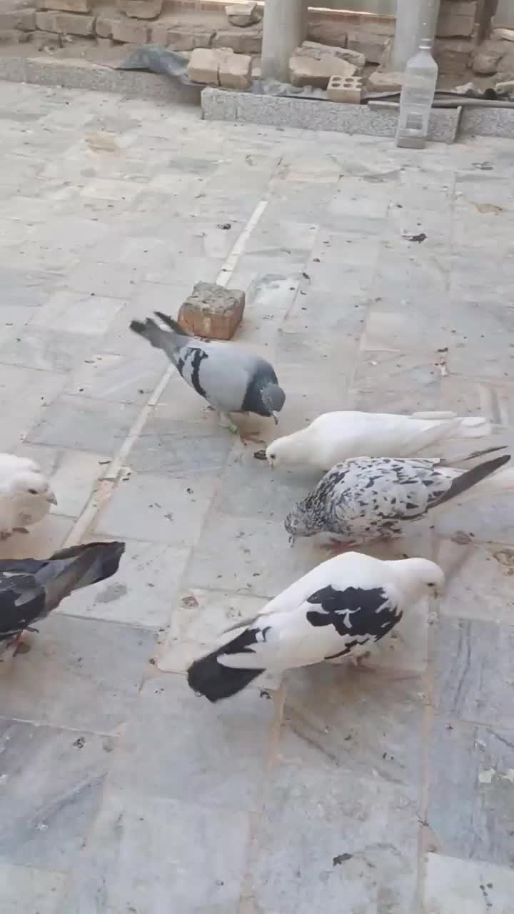 کفتر زاجر اصل کتی و تسمه ای و قمی|پرنده|میبد, |دیوار