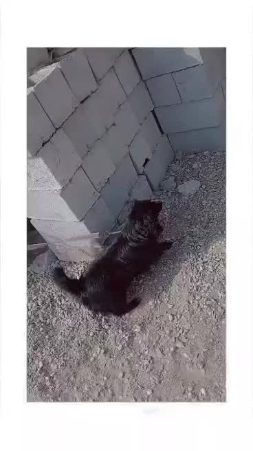 فروشی|سگ|کهنوج, |دیوار