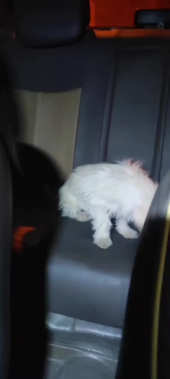 سگ خانگی|سگ|قم, سالاریه|دیوار